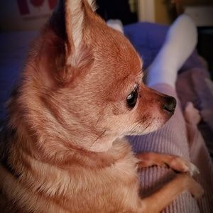 Meet your Posher, Joyce